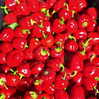 تصویر 4 از فلفل دلمه‌ ای ریز مخصوص ترشی و تزئین غذا